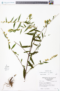 Solidago caesia var. caesia image