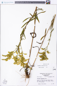 Solidago pinetorum image