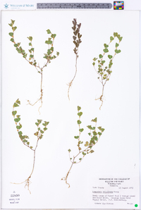 Lespedeza stipulacea image