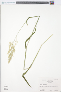 Holcus lanatus image