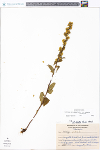 Solidago erecta image