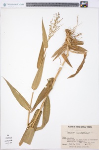 Panicum clandestinum image