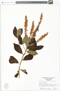 Clethra alnifolia image