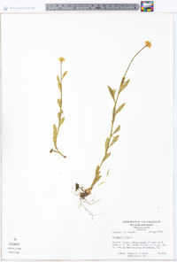 Polygala lutea image