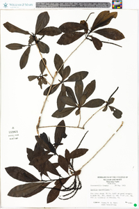 Cyrilla racemiflora image