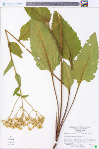 Parthenium integrifolium image