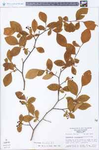 Vaccinium fuscatum image