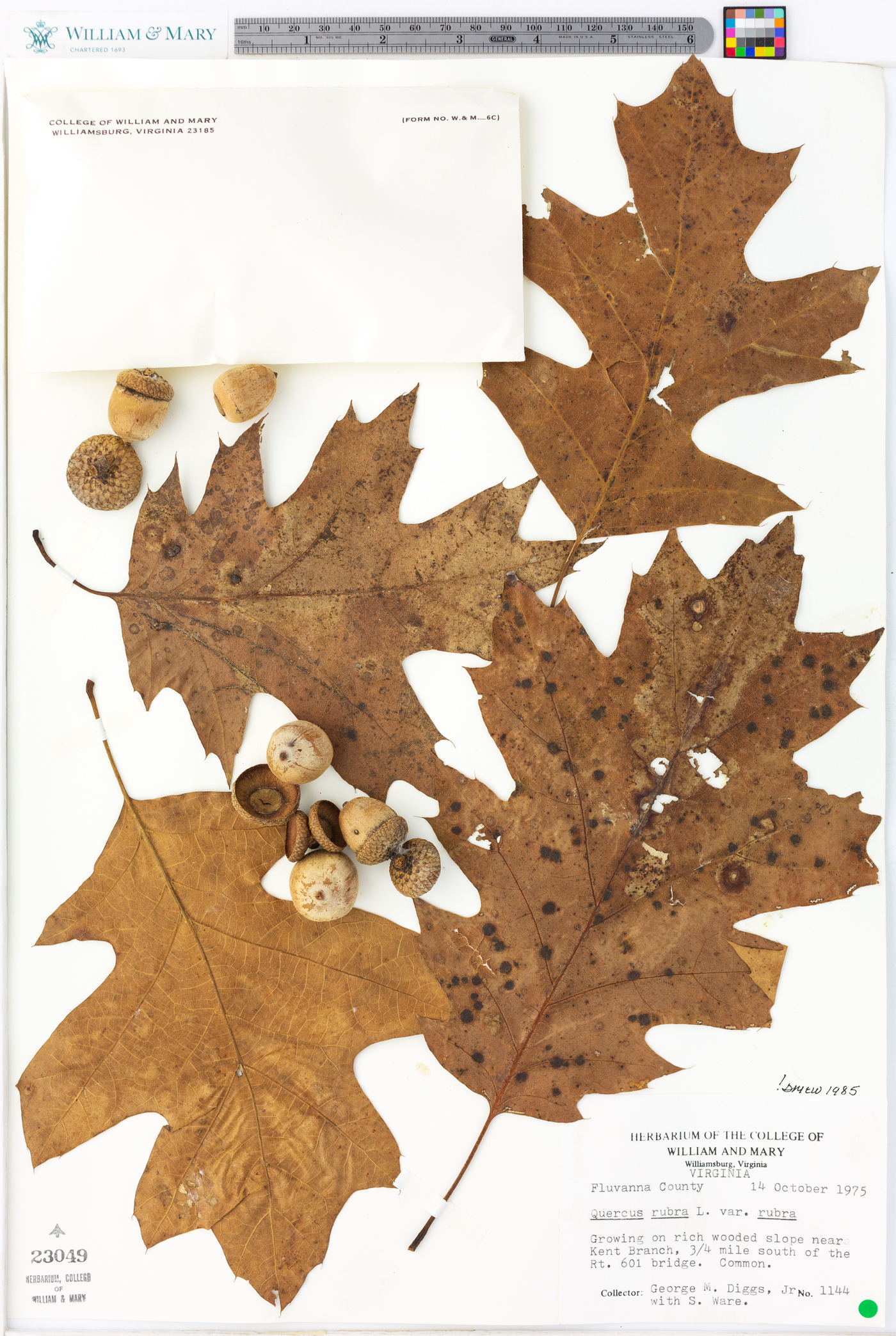 Quercus rubra var. rubra image