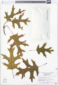 Quercus coccinea image