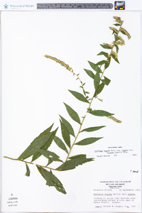 Solidago rugosa var. rugosa image