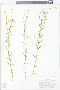 Polygala curtissii image