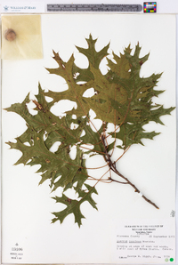 Quercus coccinea image