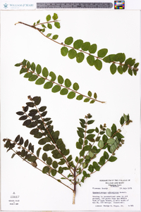 Symphoricarpos orbiculatus image