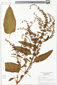 Rumex obtusifolius image