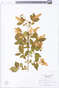 Ligustrum sinense image