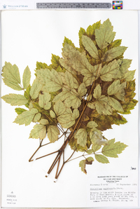 Actaea racemosa image