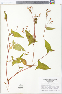 Persicaria arifolia image