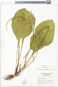 Plantago rugelii image