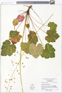 Heuchera americana image