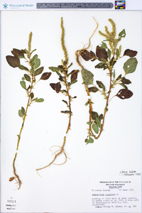 Amaranthus spinosus image