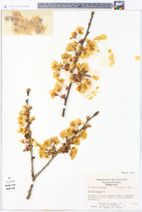 Prunus avium image