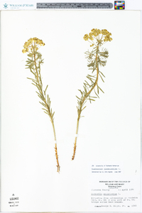 Euphorbia cyparissias image