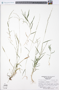 Muhlenbergia schreberi image