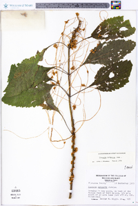 Cuscuta compacta image