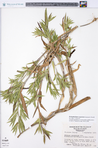 Dichanthelium scoparium image