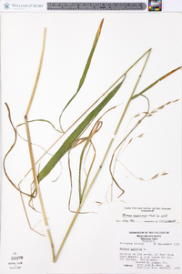 Bromus pubescens image