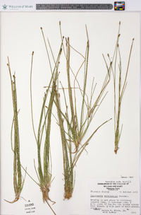 Eleocharis engelmannii image