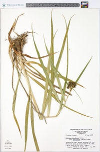 Scirpus atrovirens var. georgianus image