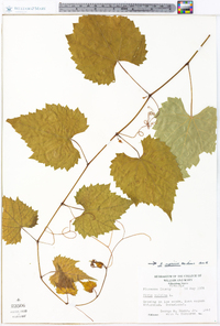 Vitis riparia image