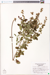 Lespedeza intermedia image