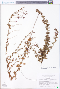 Lespedeza virginica image