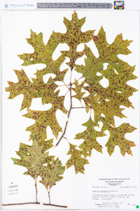 Quercus palustris image