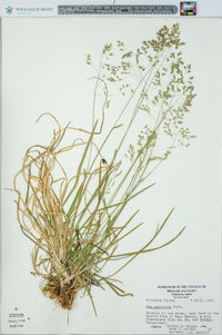 Poa cuspidata image