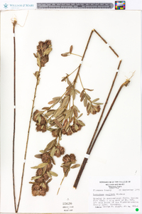 Lespedeza capitata image