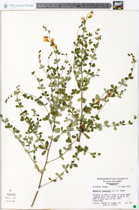 Baptisia tinctoria image