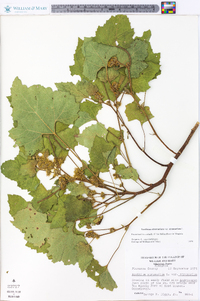 Xanthium strumarium var. strumarium image