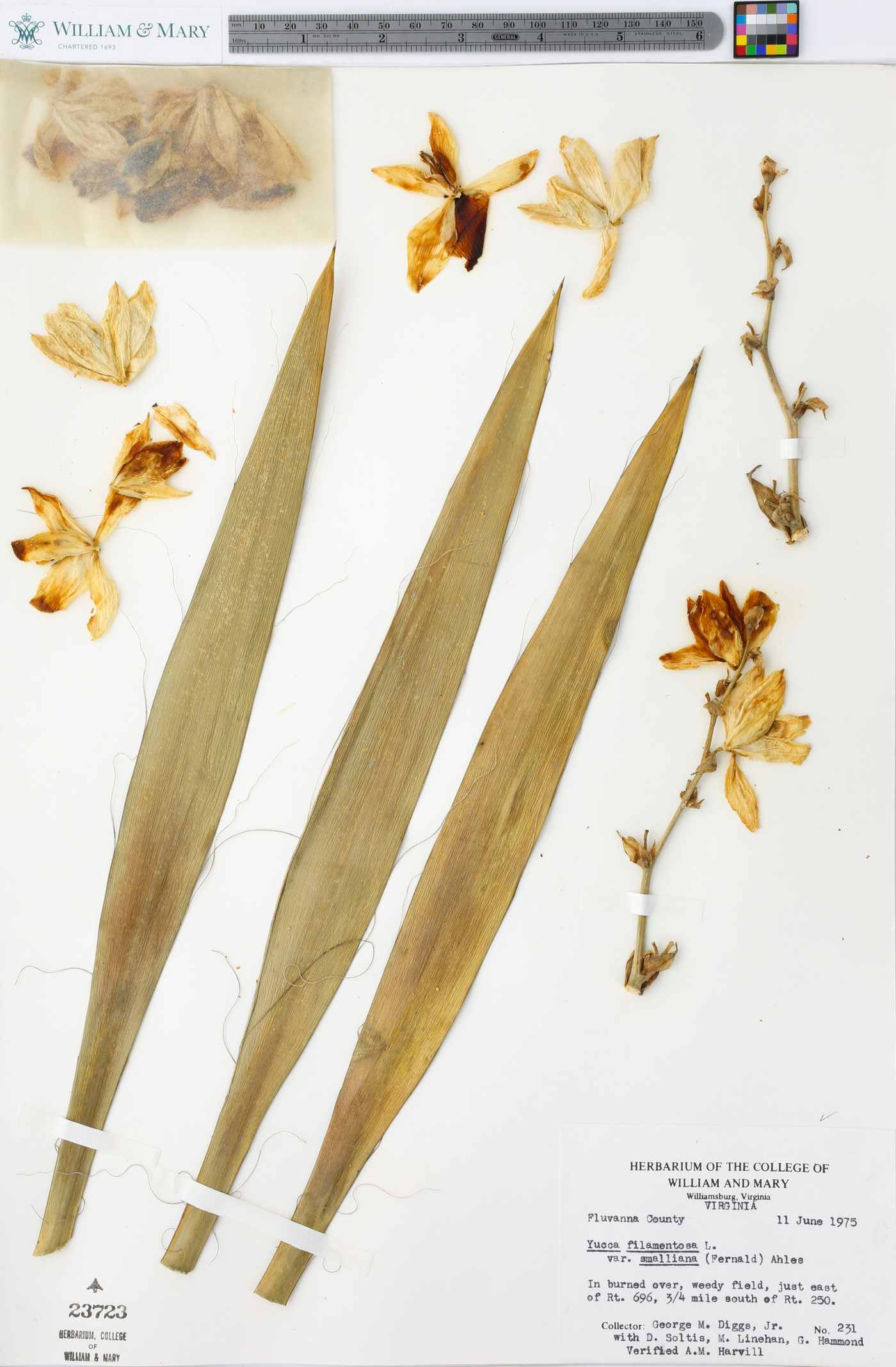 Yucca flaccida image