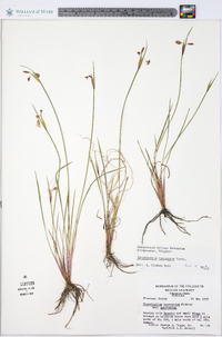 Sisyrinchium mucronatum image