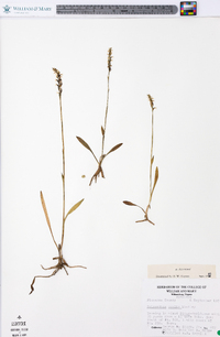 Spiranthes ovalis image