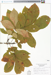 Carya ovalis image