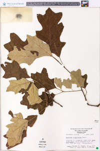 Quercus ilicifolia image