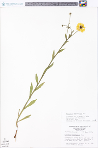 Helenium flexuosum image