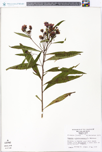 Vernonia noveboracensis image