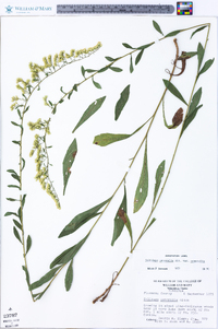 Solidago nemoralis var. nemoralis image