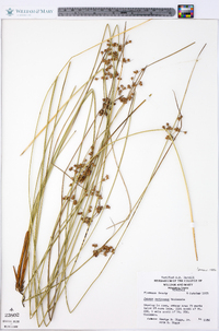 Juncus coriaceus image