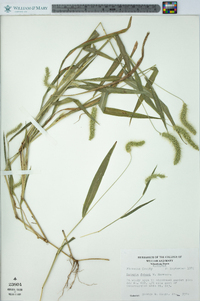 Setaria faberi image